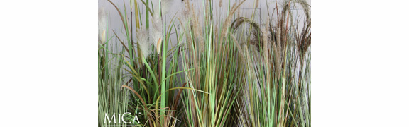 zijden-kunstgrassen org:/banners product categories/accessories/artificial plants/banner-grassen-4.jpg